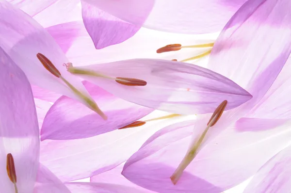 Colchicum petals — Stock Photo, Image