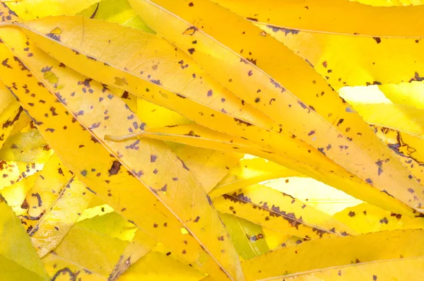 Las hojas brillantes otoñales del sauce — Foto de Stock