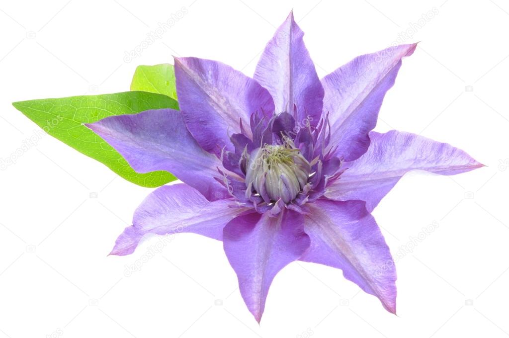 Clematis purple flower