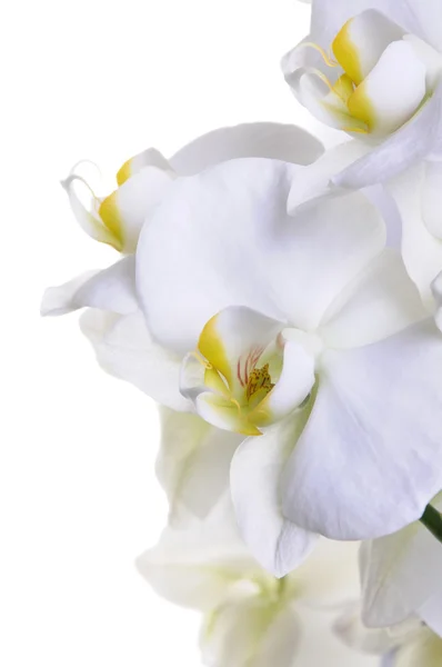 Orchid blommor — Stockfoto