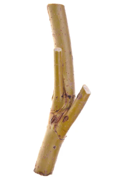 Stick of willow — Stock Photo, Image