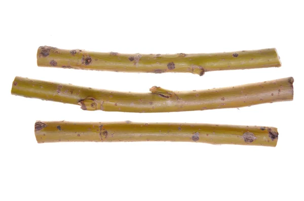 Sticks 的柳树 — 图库照片