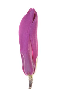 çiçek Manolya başkanı