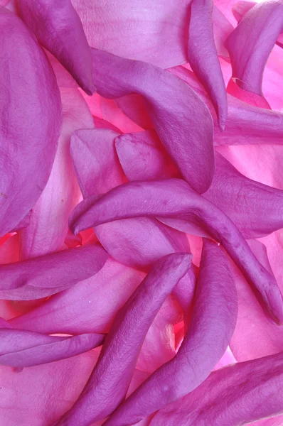 Pétalos violeta od flor magnolia —  Fotos de Stock