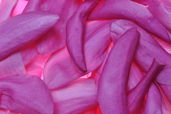 Violette Blütenblätter der Blütenmagnolie — Stockfoto