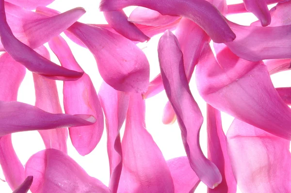 Violet petals od flower magnolia — Stock Photo, Image