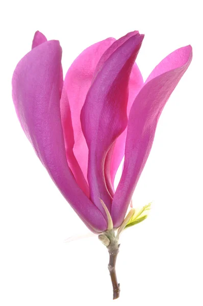 Tête de fleur magnolia — Photo