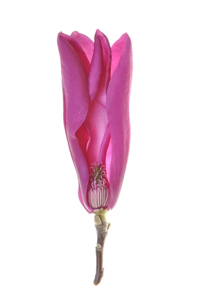 Tête de fleur magnolia — Photo