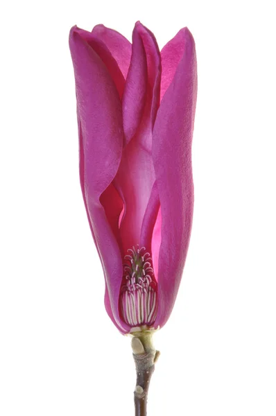 Tête de fleur magnolia — Photo