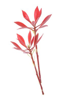 Kırmızı bahar yaprakları