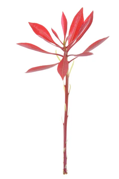 Rode voorjaar bladeren — Stockfoto