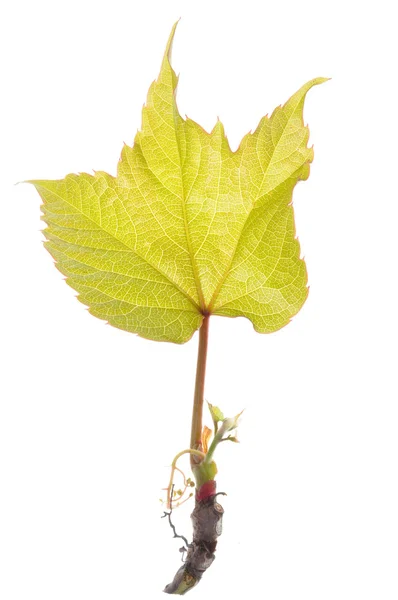 Groene lente blad — Stockfoto