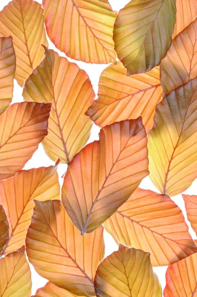 Beech tree fresh leaves — Stock Photo, Image
