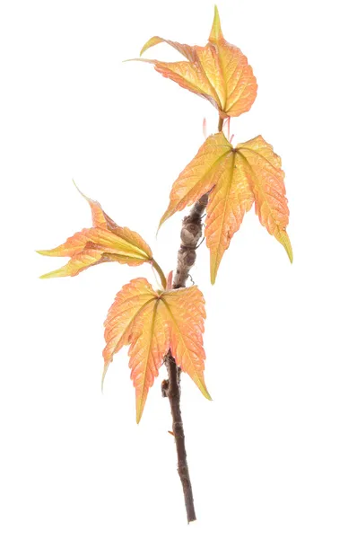 Creeper vine twig — Stock Photo, Image