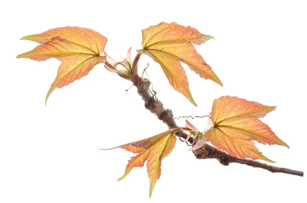 Creeper vine twig — Stock Photo, Image