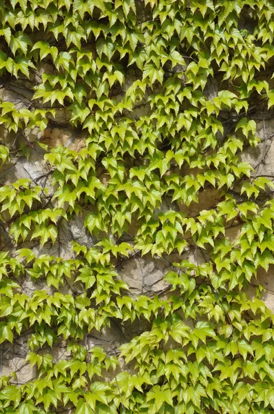 Folhas de hera na parede — Fotografia de Stock