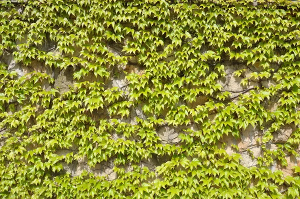 Ivy leaves on wall — Stock Photo, Image