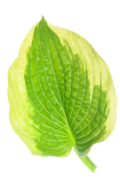 Hostas satu daun dekorasi — Stok Foto