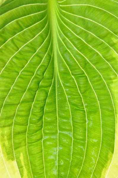 Textuur van verse hosta blad — Stockfoto