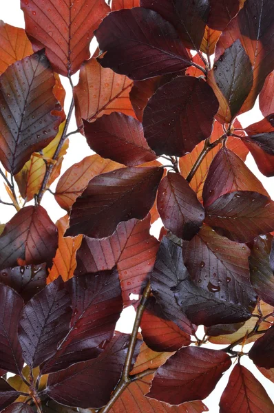 Árbol de haya hojas frescas —  Fotos de Stock