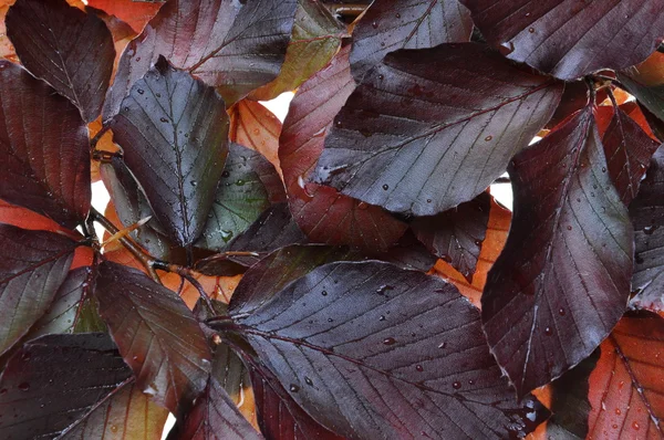 Feuilles fraîches de hêtre — Photo