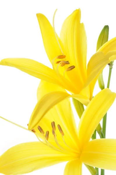 Yellow lily flower head — Stock Photo, Image