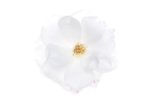 Biała Róża głowa — Zdjęcie stockowe