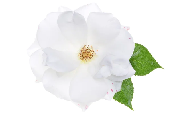Biała Róża głowa — Zdjęcie stockowe