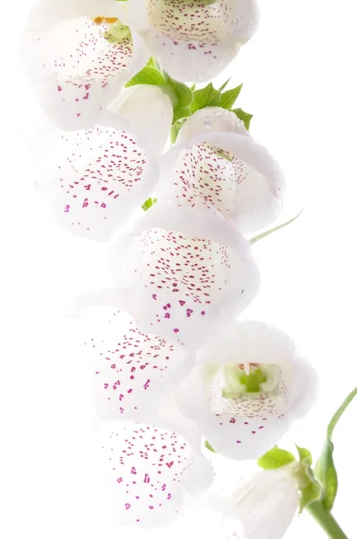 White flower bell — Stock Photo, Image