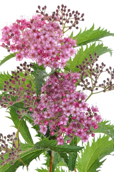 Spiraea flower — Stock Photo, Image