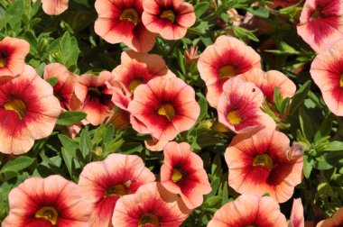 kırmızı çiçekler