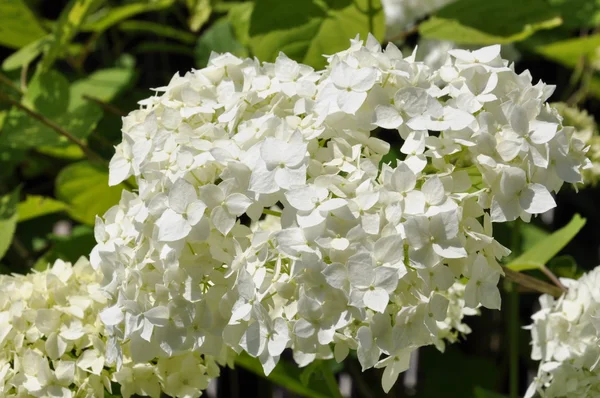 Witte hortensia bloem hoofd — Stockfoto