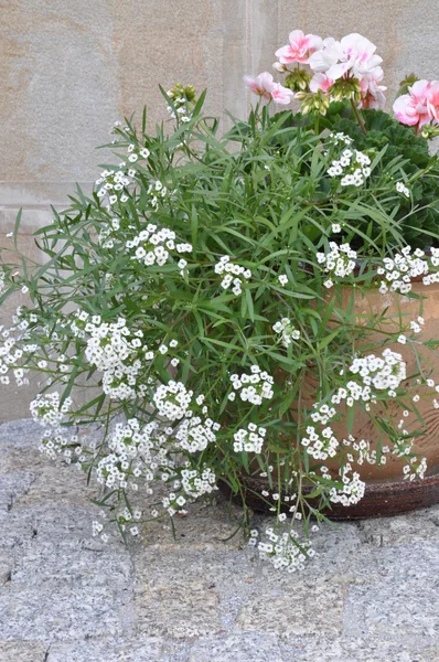 Flores na panela fora — Fotografia de Stock