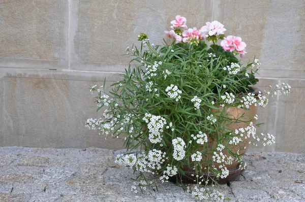 Bloemen in de pot buiten — Stockfoto