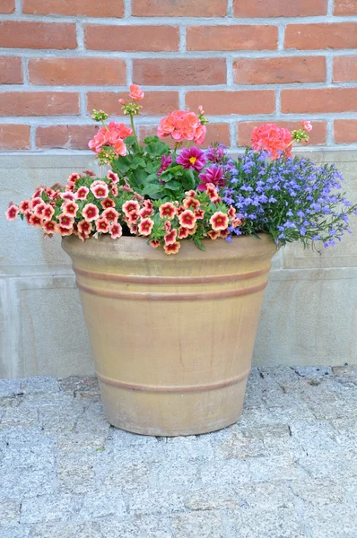 Bloemen in de pot — Stockfoto