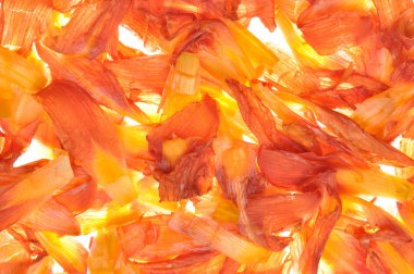 Turuncu lily çiçek yaprakları