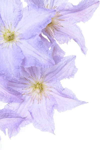 Clematis kwiat głowy — Zdjęcie stockowe