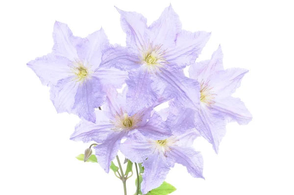 Fiori di clematide viola — Foto Stock