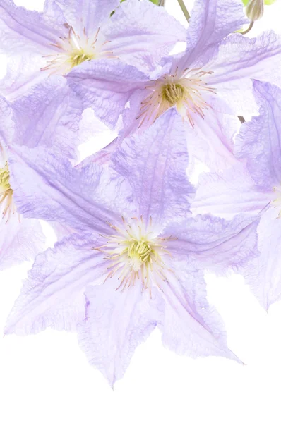 Clematis flower head — Stock Photo, Image