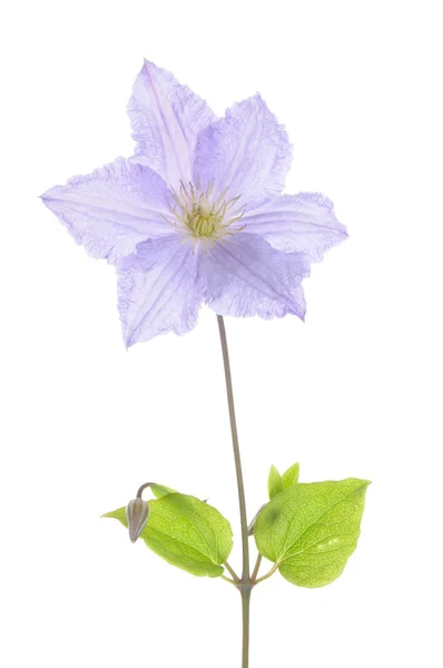 Single clematis flower — Stock Photo, Image