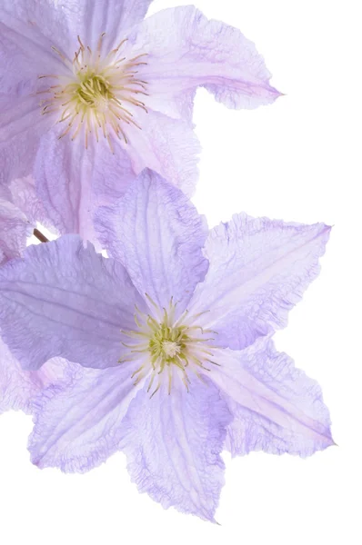 Clematis cap de flori — Fotografie, imagine de stoc