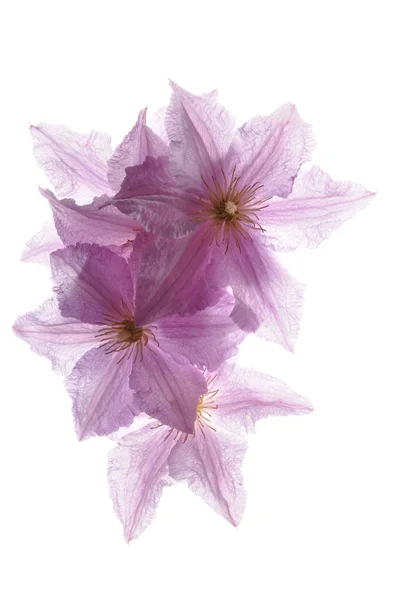 Clematis kwiat głowy — Zdjęcie stockowe