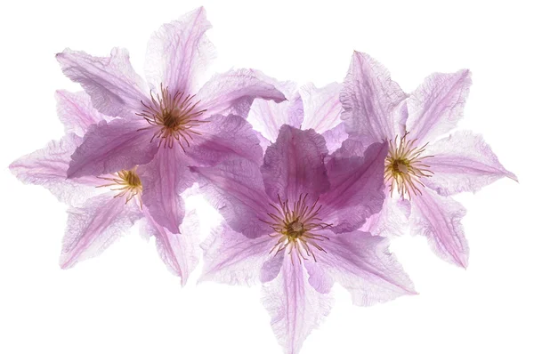 Cabeza de flor Clematis — Foto de Stock