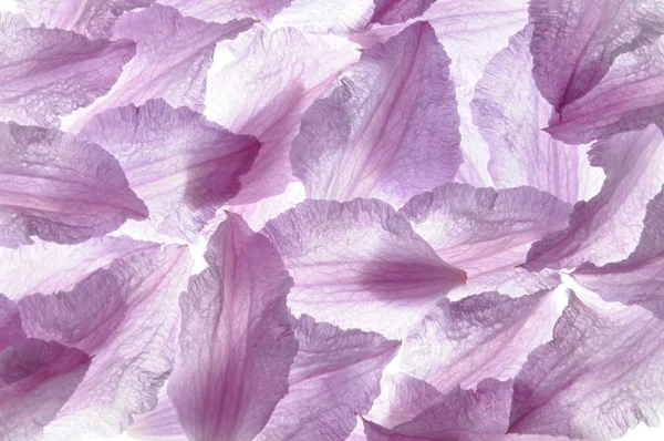 铁线莲紫罗兰花瓣 — 图库照片