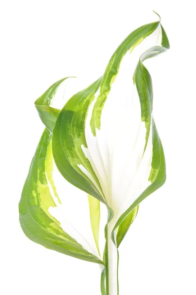 Hosta leaf — Stock Photo, Image