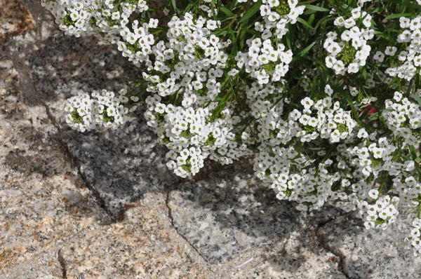 Flores blancas en el jardín — Foto de Stock