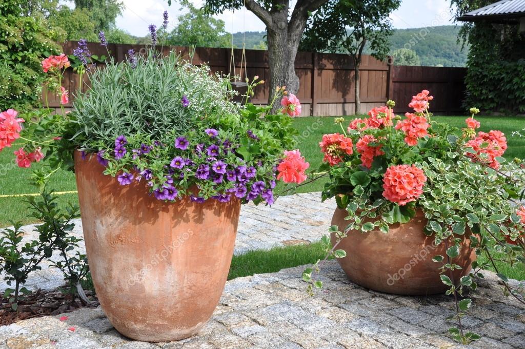 Flowers in flower pot Stock Photo by ©Zetor2010 49422095