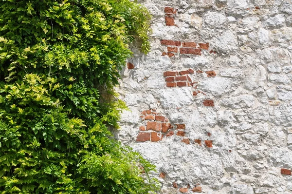 Ivy bladeren op de muur — Stockfoto