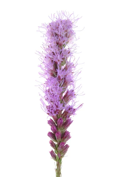 Liatris spicata blomma huvudet — Stockfoto
