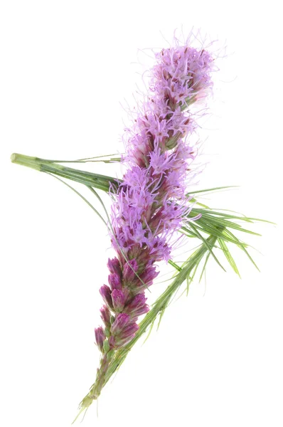 Liatris spicata blomma huvudet — Stockfoto